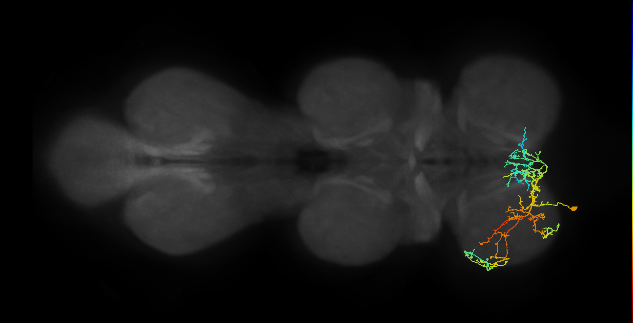 IN16B016_T1_L (MANC:22561)