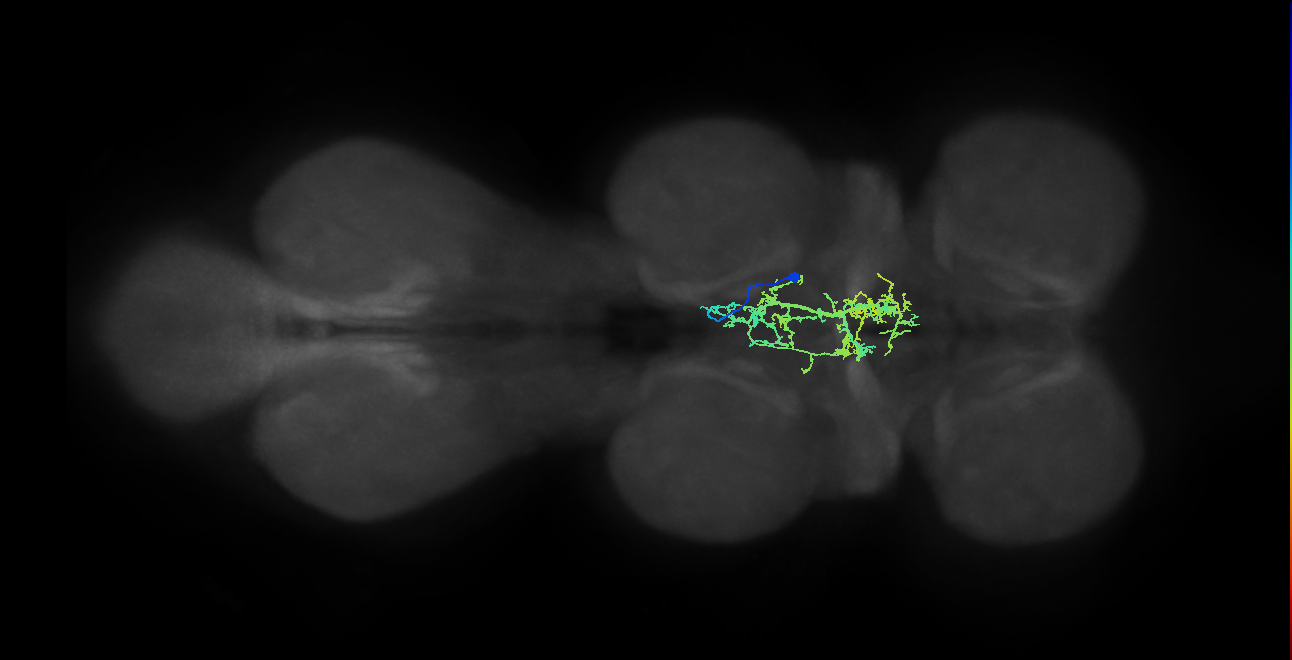 IN05B026_T2_R (MANC:22567)