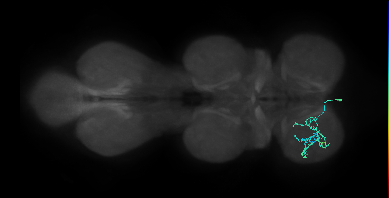 IN13B022_T1_R (MANC:22610)