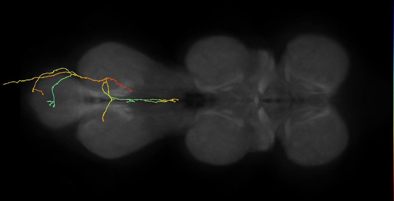 SNxx12_AbN4_R (MANC:22645)