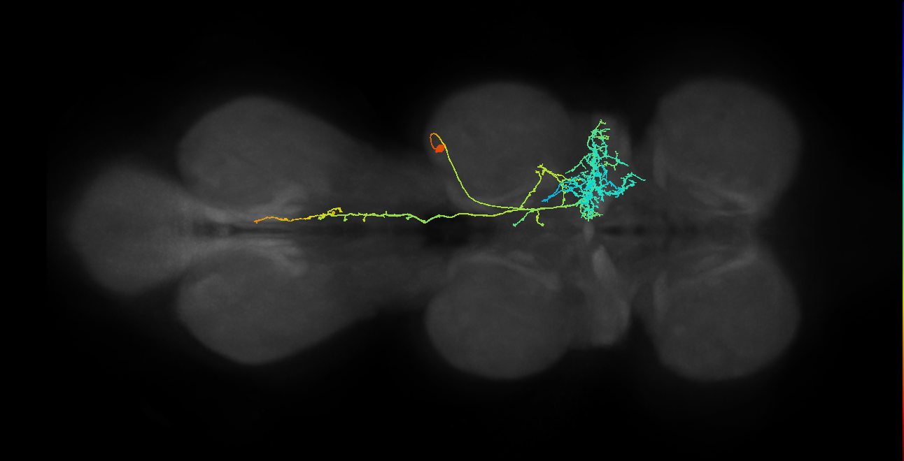 IN11A024_T2_R (MANC:22667)
