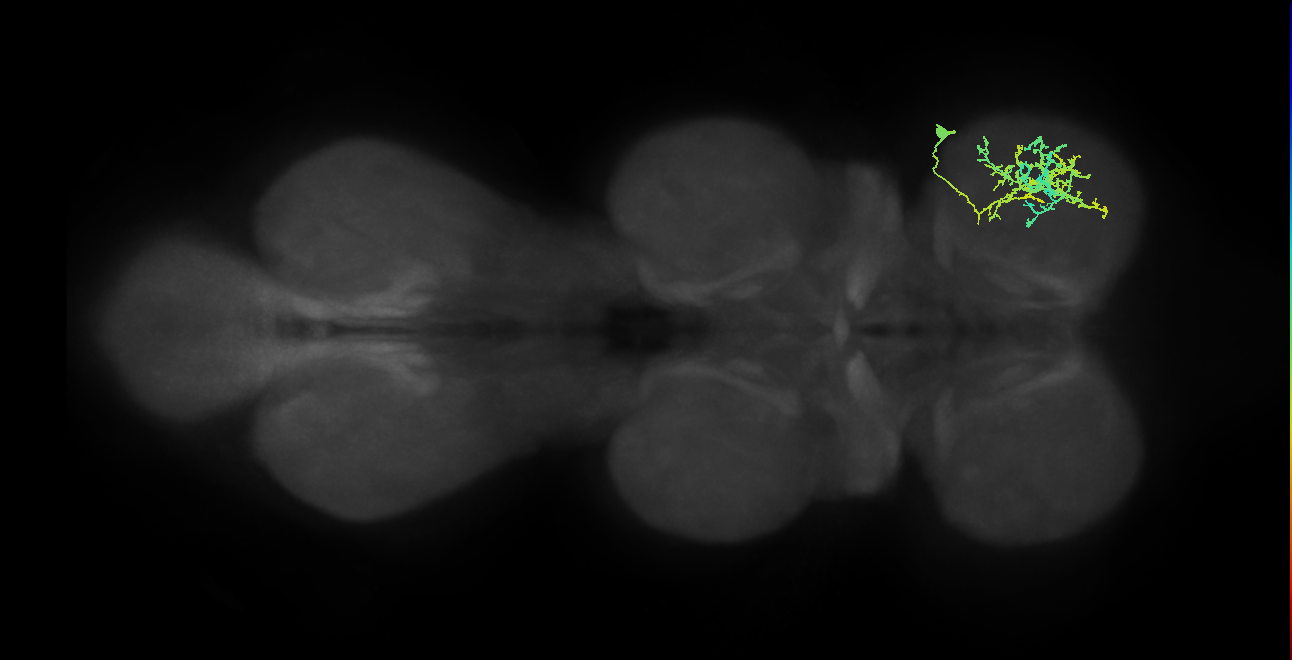 IN21A039_T1_R (MANC:22706)