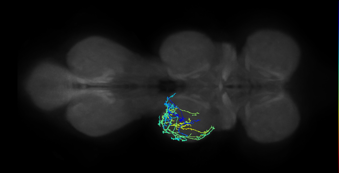 IN04B036_T2_L (MANC:22714)