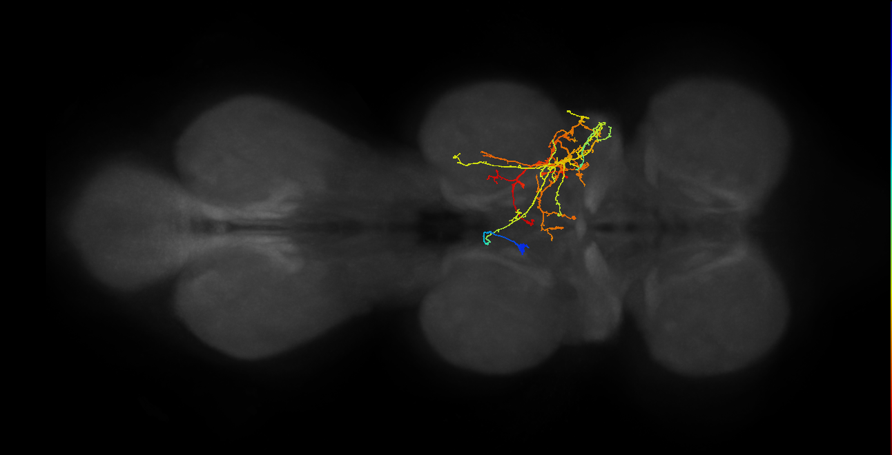 IN06B065_T2_L (MANC:22716)
