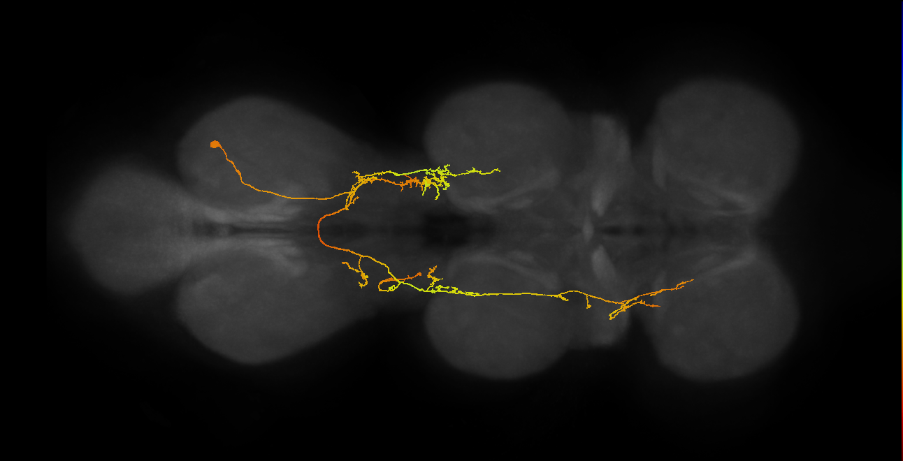IN06A069_A1_R (MANC:22735)