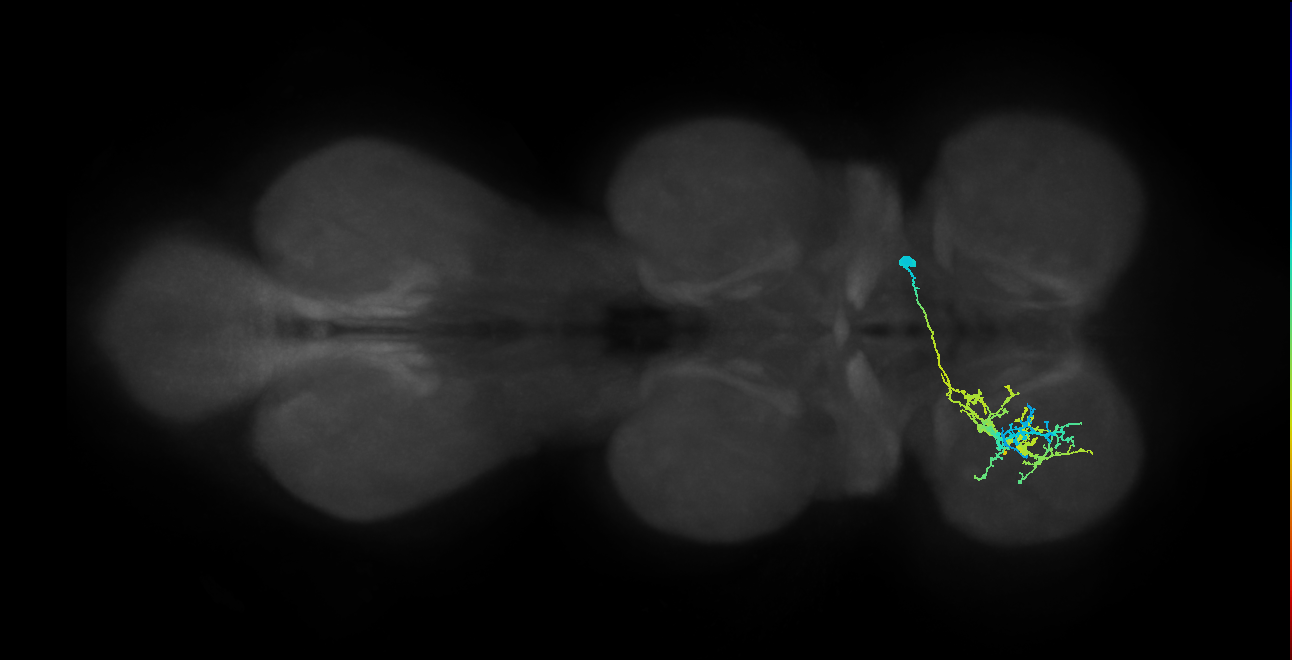 IN12B019_T1_R (MANC:22738)