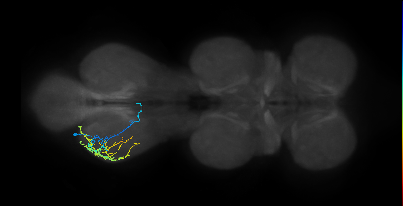 IN13A030_T3_L (MANC:22746)