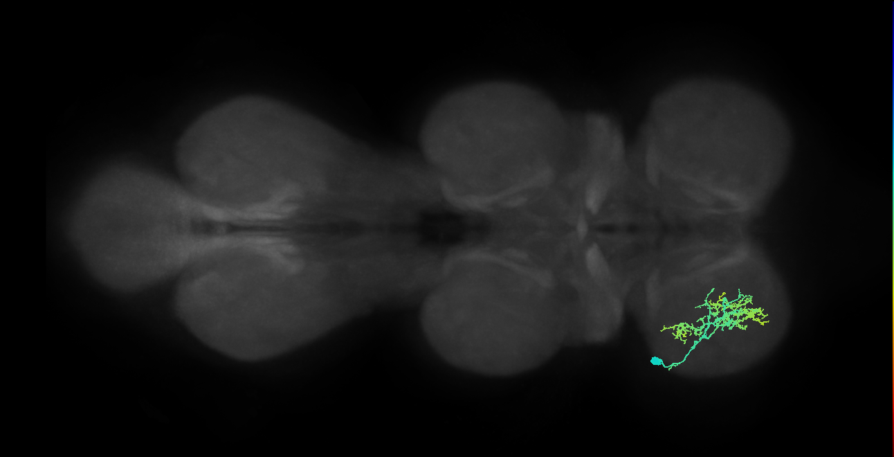 IN20A.22A020_T1_L (MANC:22757)