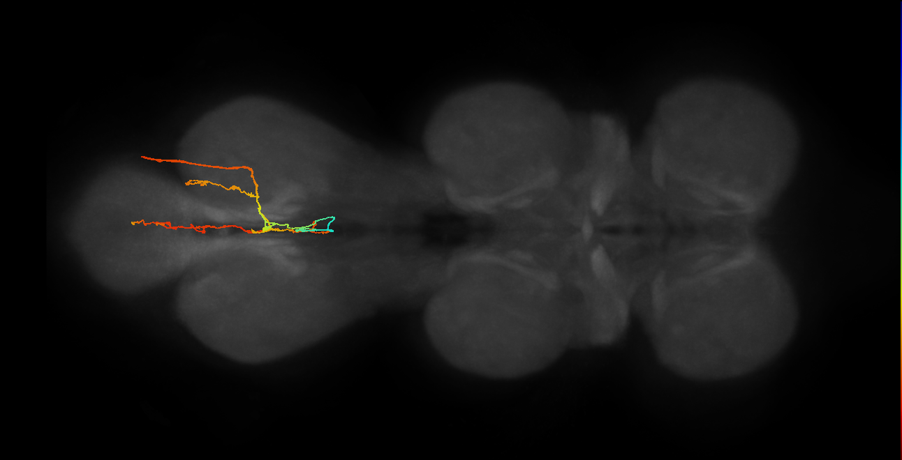 SNxx04_AbN2_R (MANC:22796)