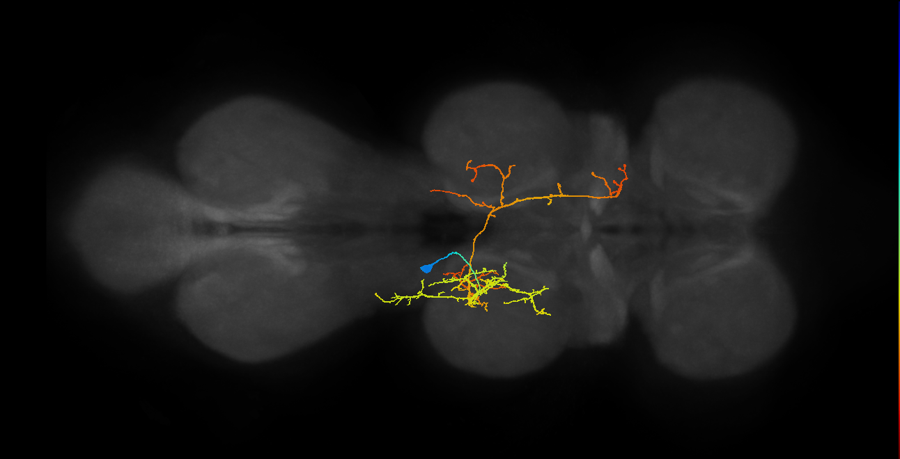IN06A060_T2_L (MANC:22881)