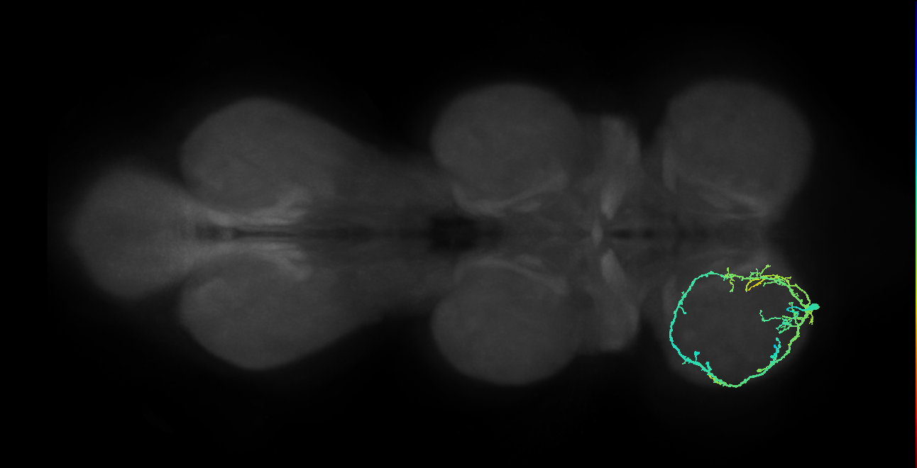 IN13A024_T1_L (MANC:22903)