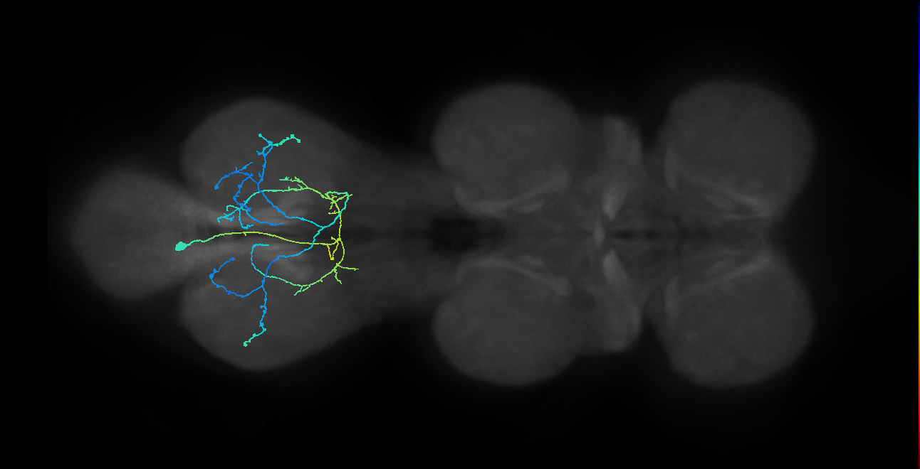 IN12B014_T3_L (MANC:22935)