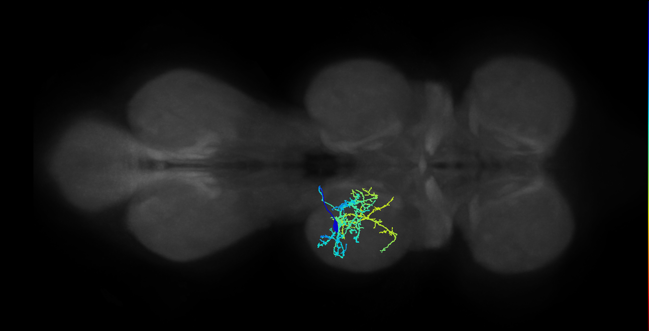 IN04B043_T2_L (MANC:22973)