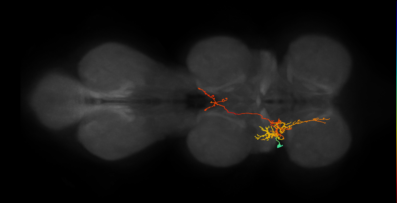 IN12A038_T1_L (MANC:23046)