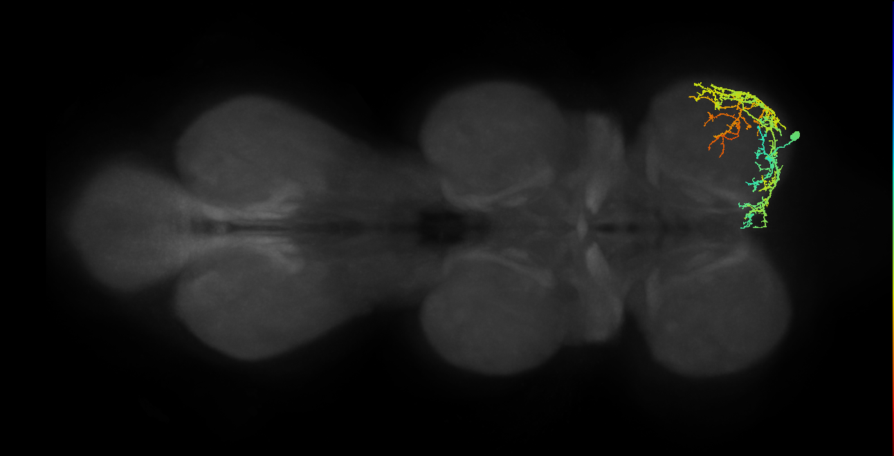 IN13A029_T1_R (MANC:23084)