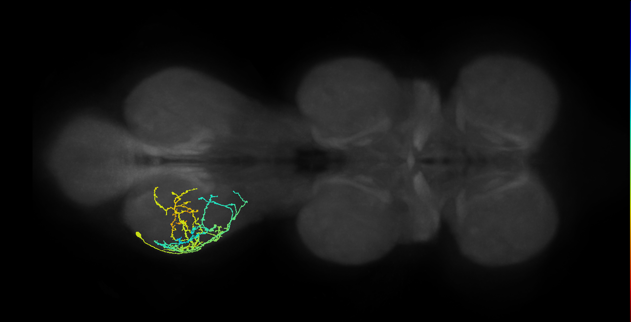 IN09A030_T3_L (MANC:23091)