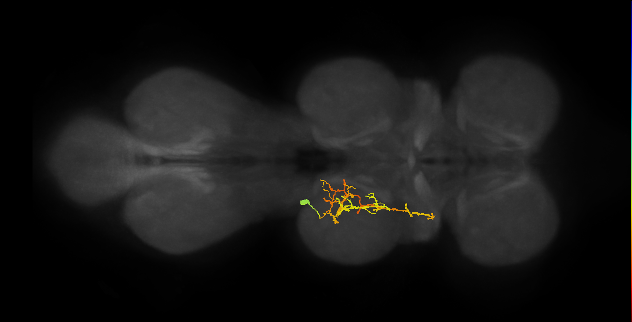 IN03B066_T2_L (MANC:23122)