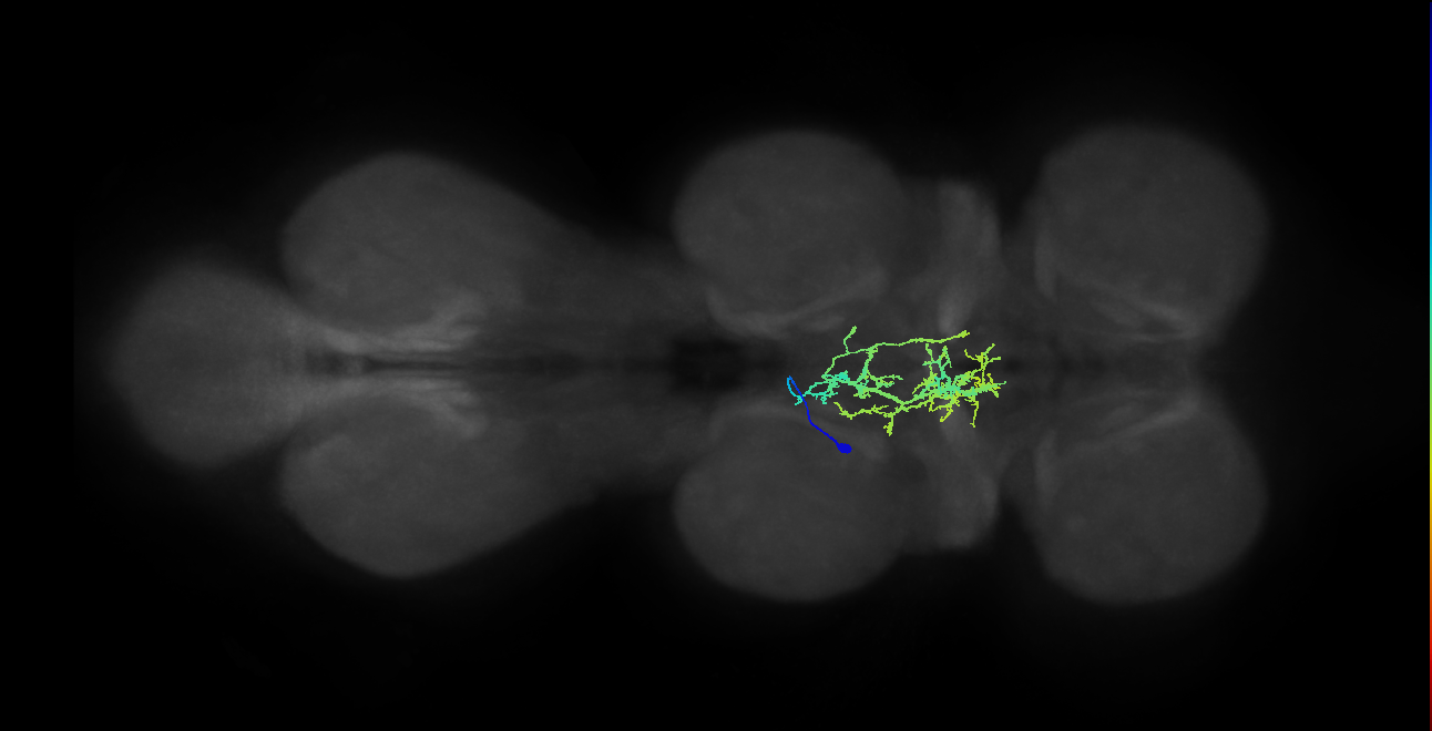 IN05B026_T2_L (MANC:23134)
