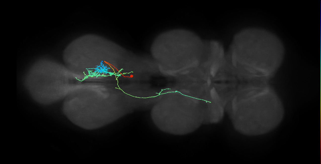 IN23B013_T3_R (MANC:23137)