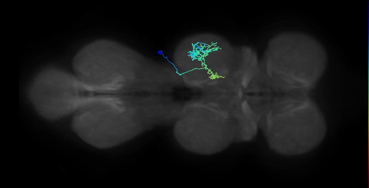 IN21A030_T2_R (MANC:23141)