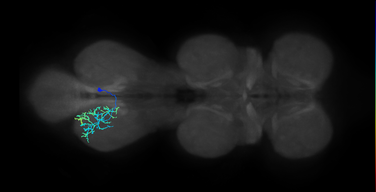 IN13B019_T3_R (MANC:23235)