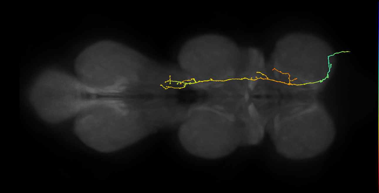 SNpp16_PrN_R (MANC:23239)