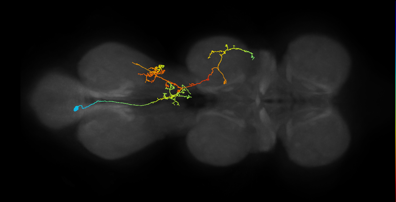 IN06B063_T3_L (MANC:23264)