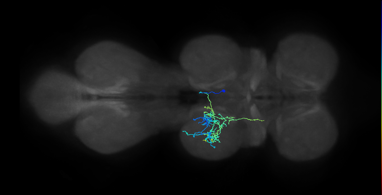 IN12B018_T2_R (MANC:23301)
