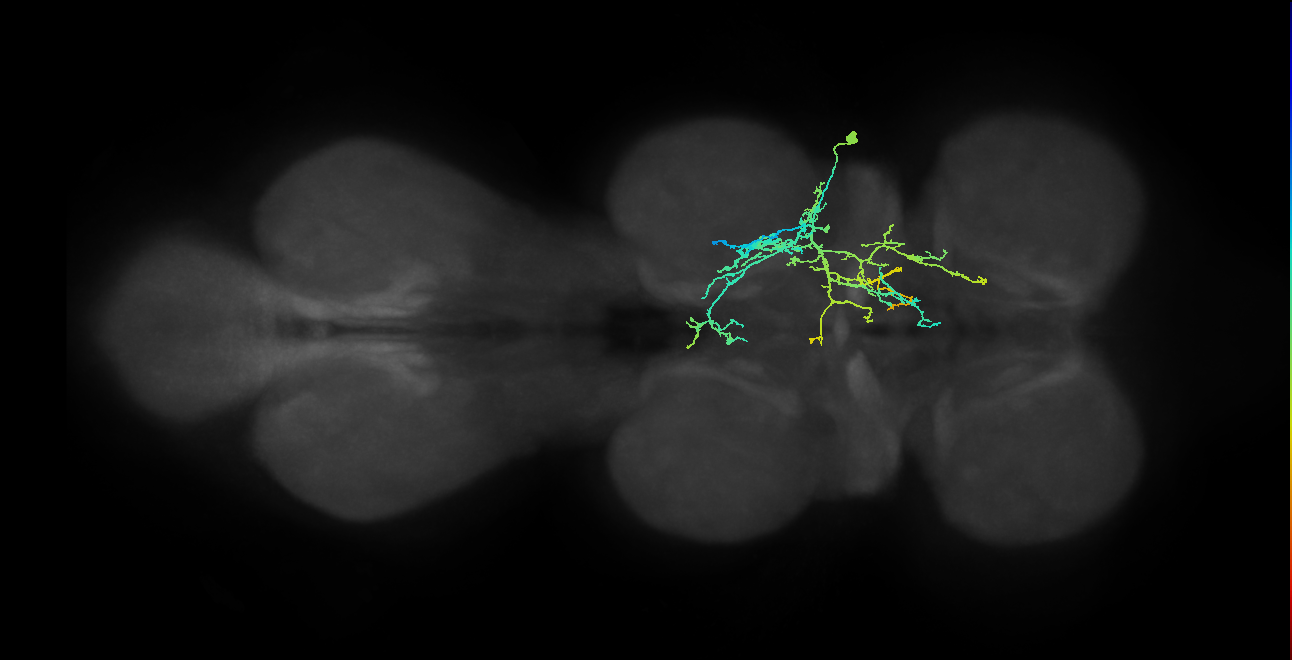 IN09A025_T2_R (MANC:23305)