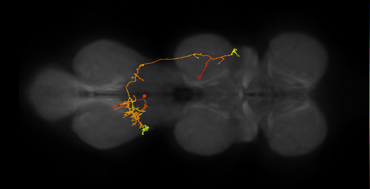 IN19B069_A1_L (MANC:23311)