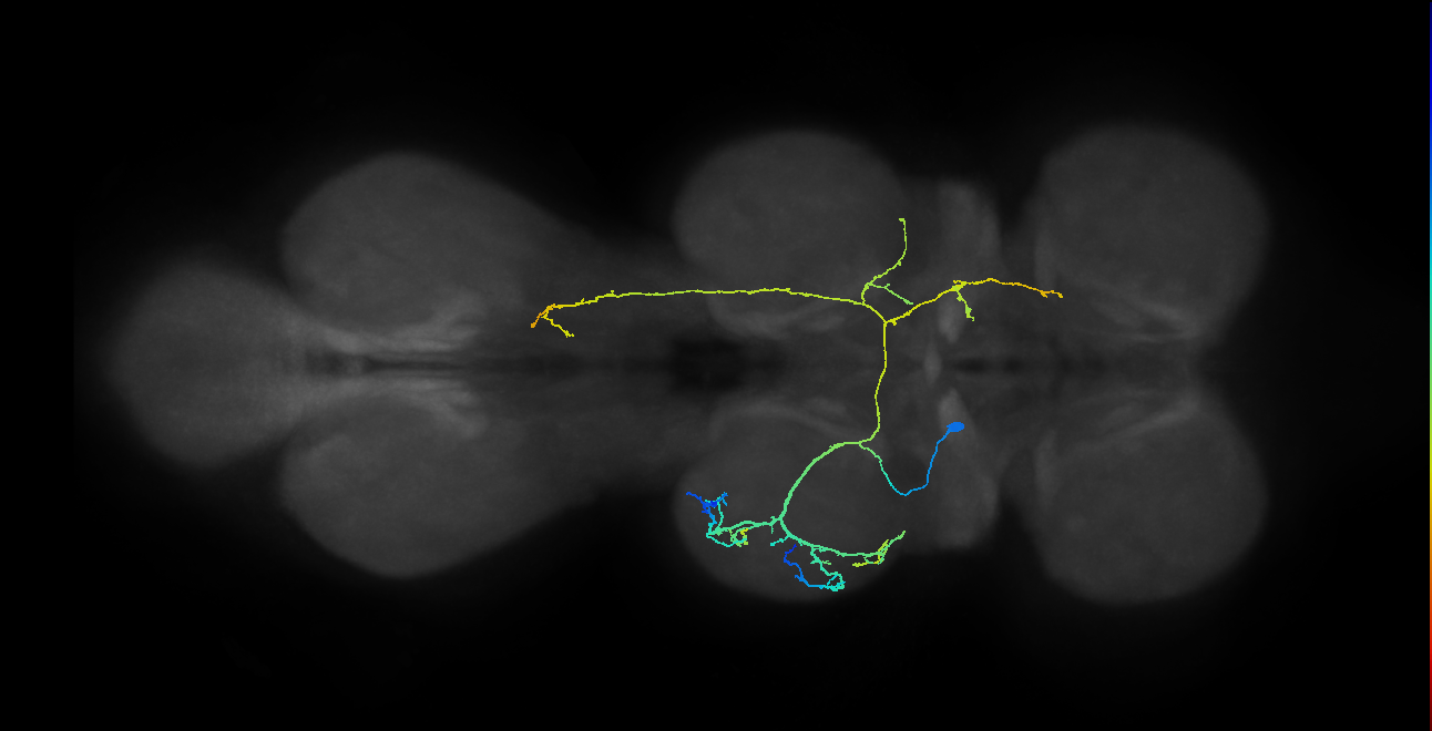 IN07B065_T2_L (MANC:23354)