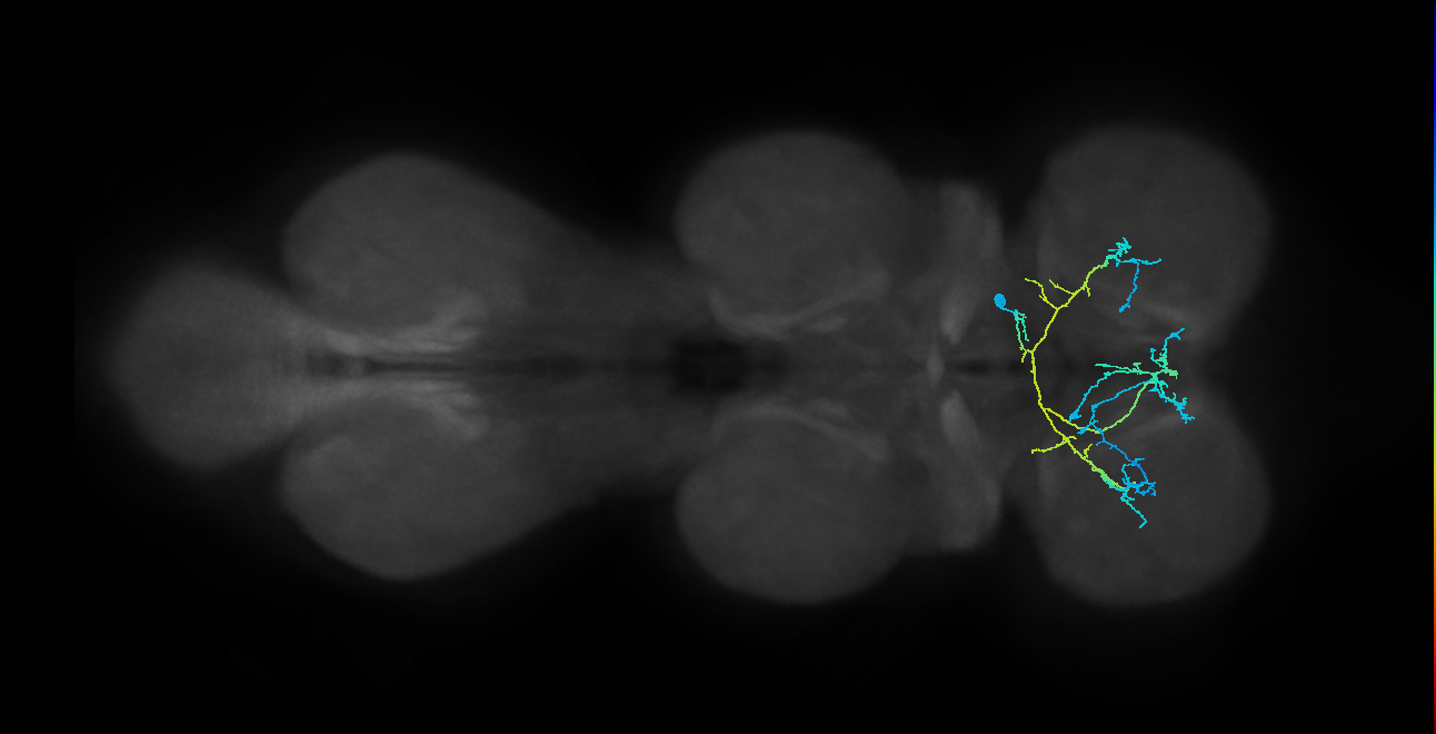 IN12B022_T1_R (MANC:23386)