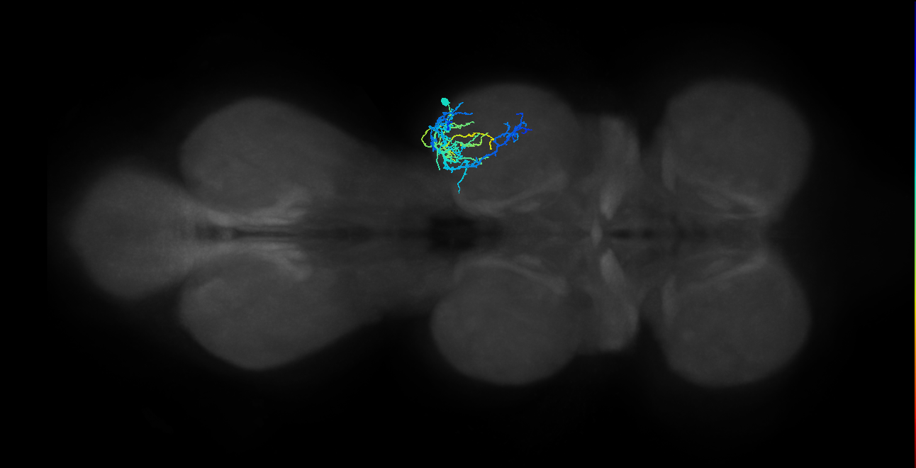 IN19A039_T2_R (MANC:23435)