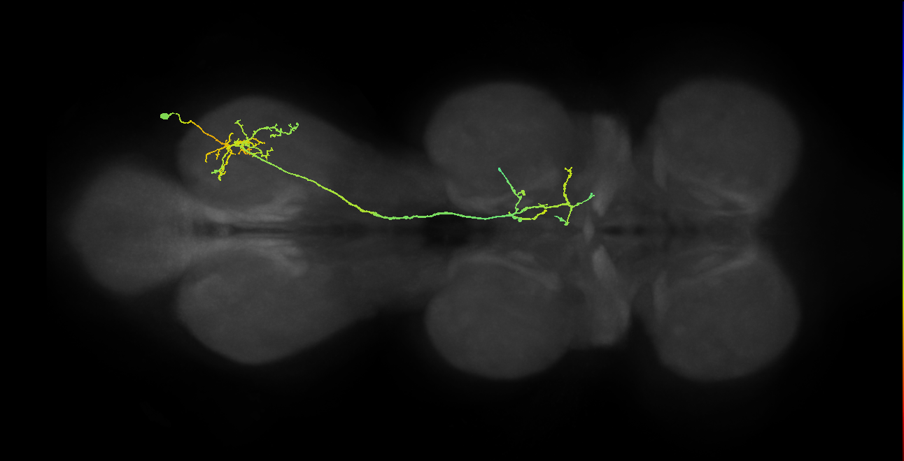IN19A037_T3_R (MANC:23438)