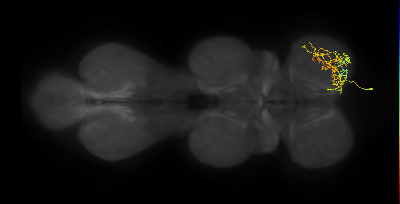 IN16B011_T1_R (MANC:23455)