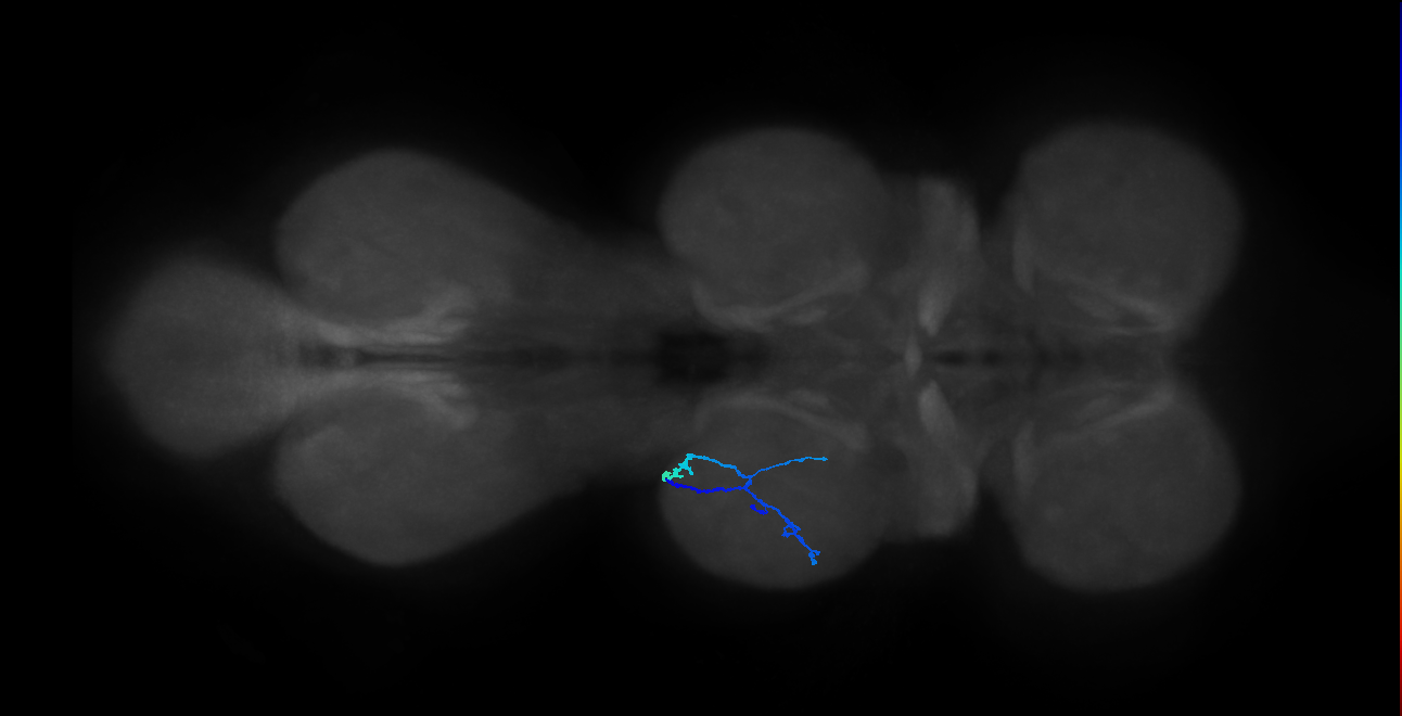 SNpp41_MesoLN_L (MANC:23502)