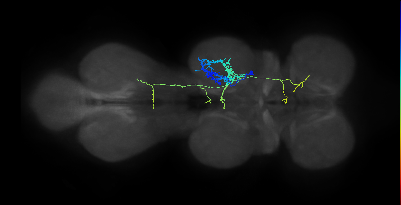 IN04A001_T2_R (MANC:23509)