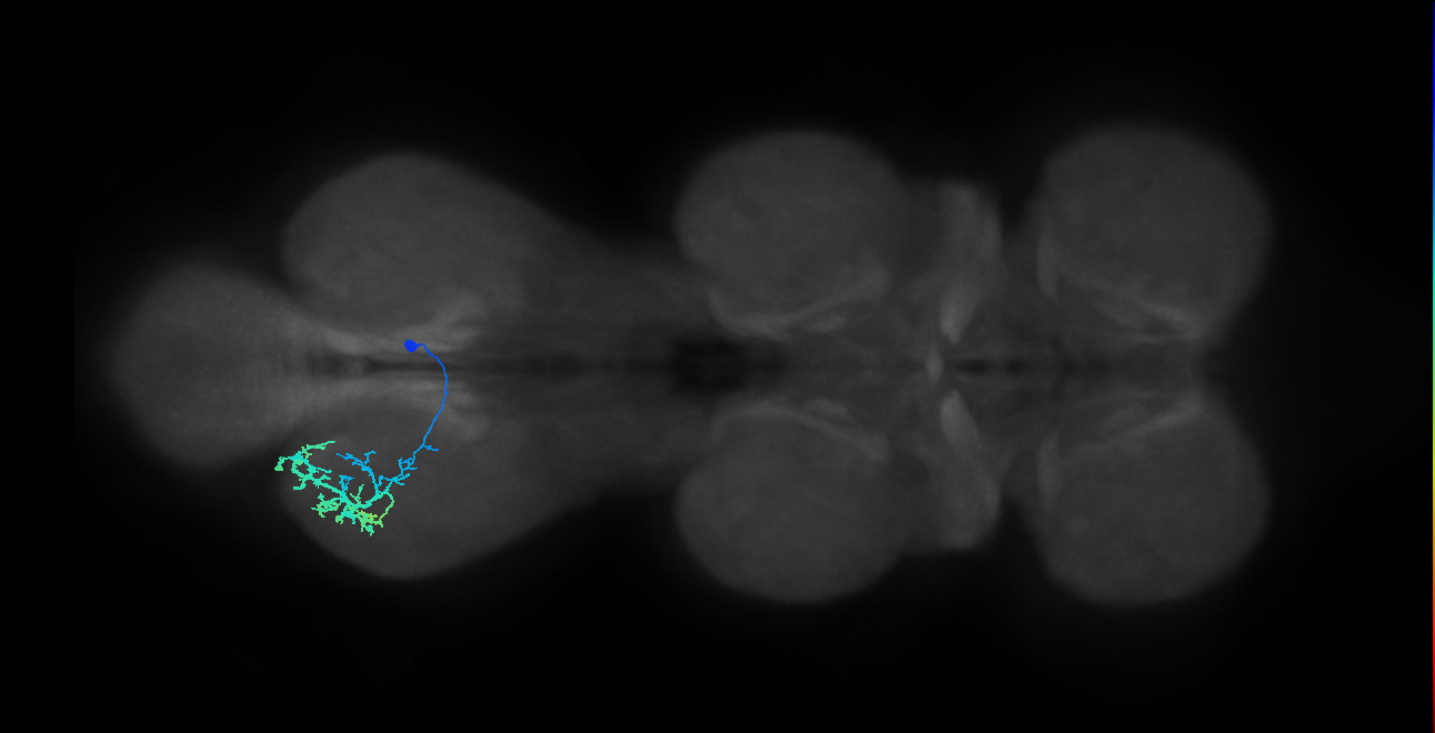 IN13B028_T3_R (MANC:23520)