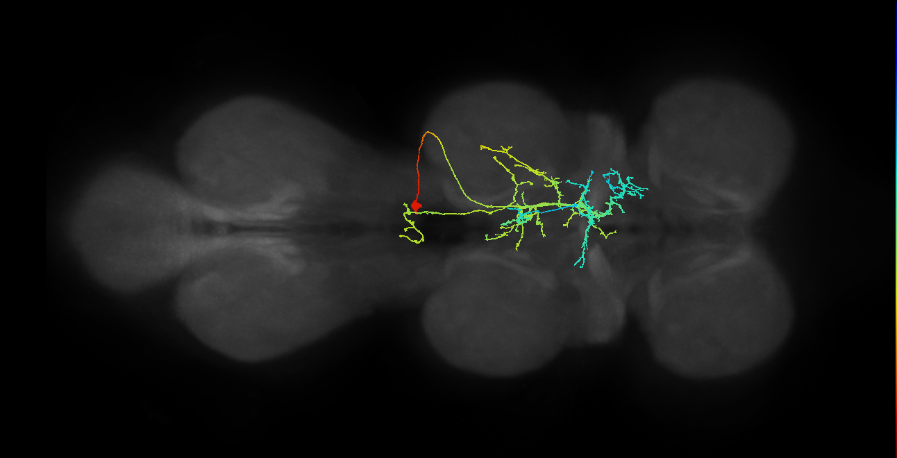 IN11A029_T2_R (MANC:23521)