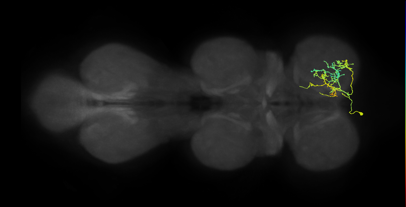 IN01A071_T1_L (MANC:23647)