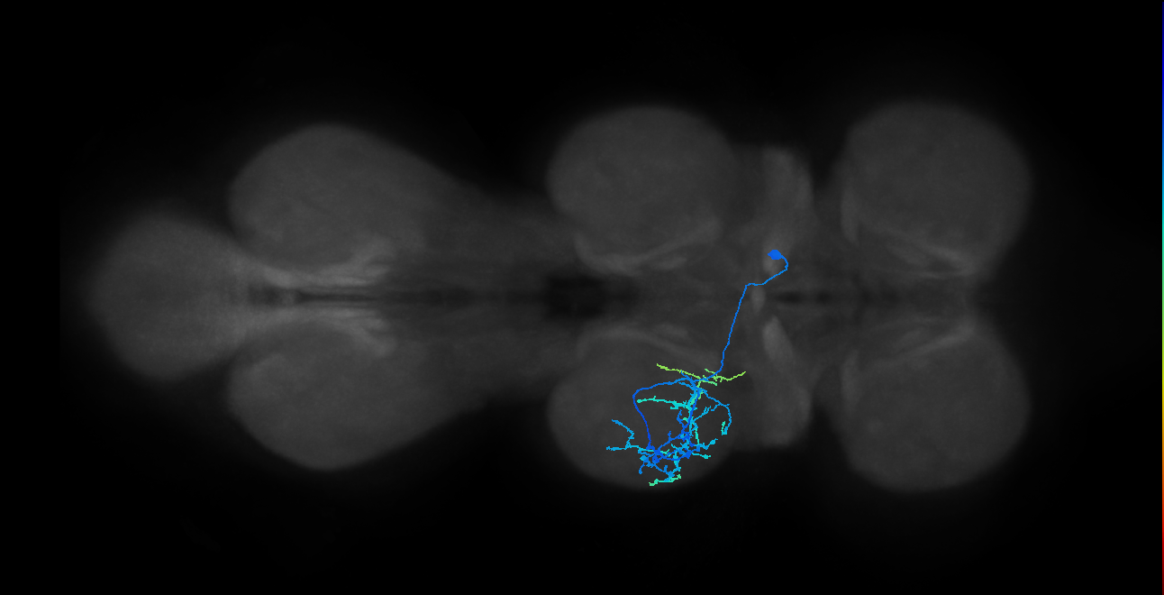 IN14A005_T2_R (MANC:23650)