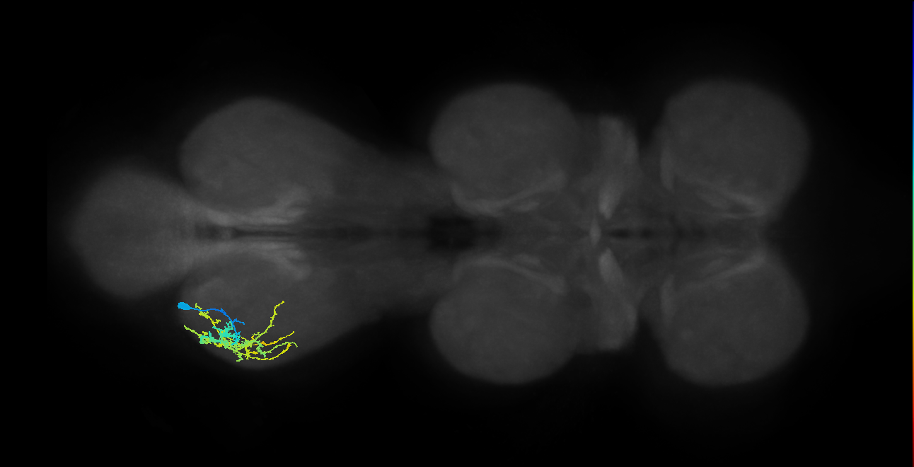 IN13A027_T3_L (MANC:23692)