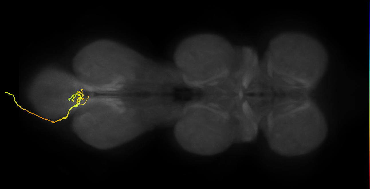 SNxx05_AbN4_L (MANC:23696)