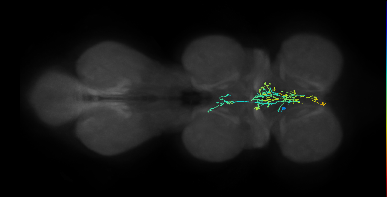 IN05B024_T1_L (MANC:23733)