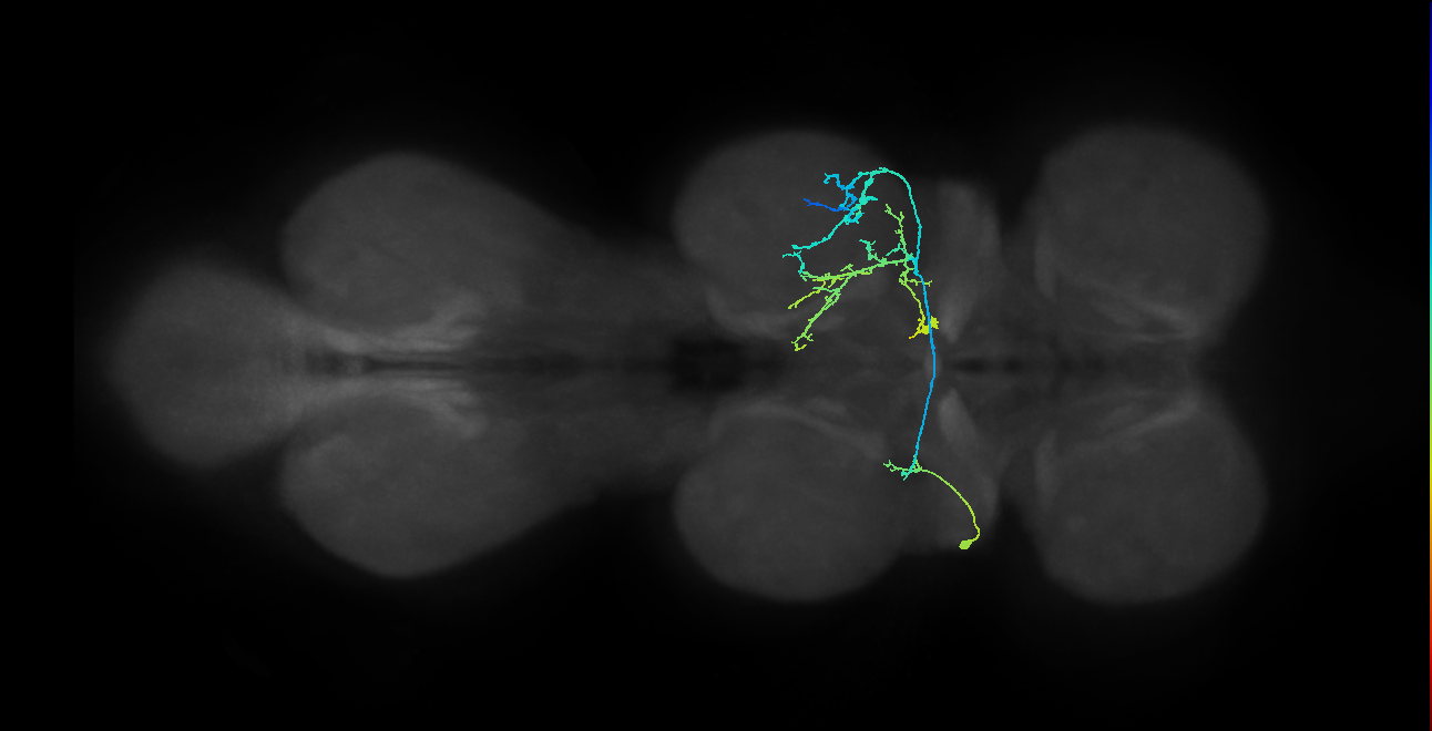 IN01A070_T2_L (MANC:23735)