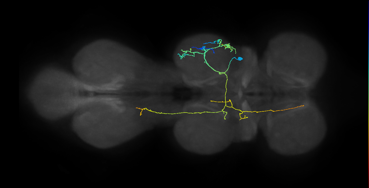 IN07B065_T2_R (MANC:23748)