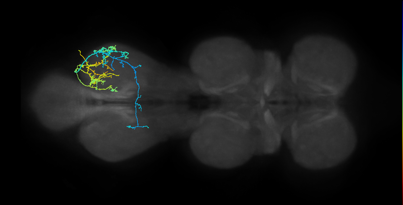 IN19A028_T3_R (MANC:23804)