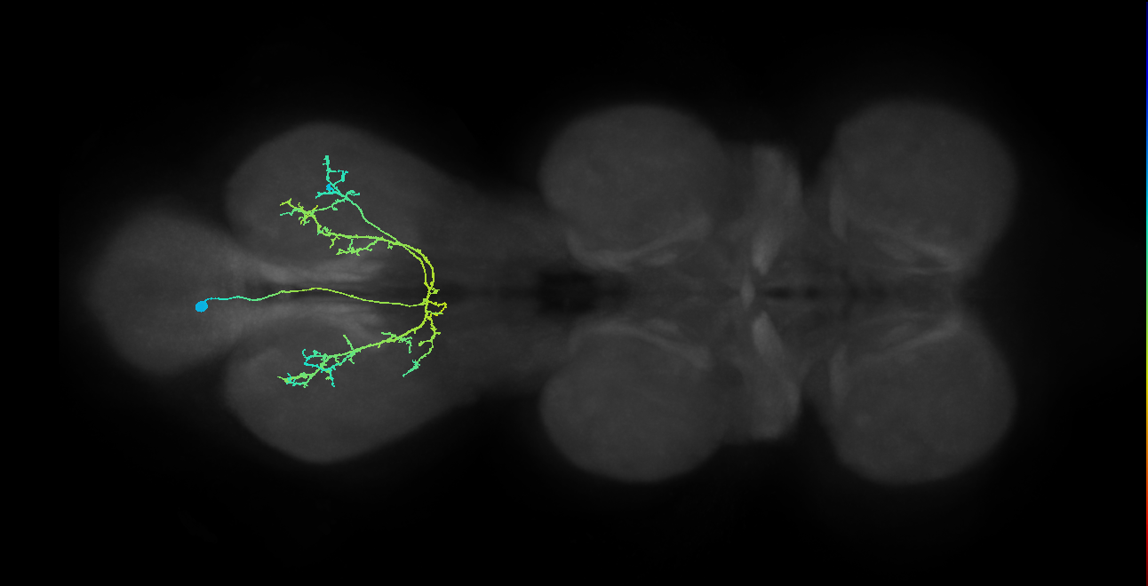 IN12B008_T3_L (MANC:23826)