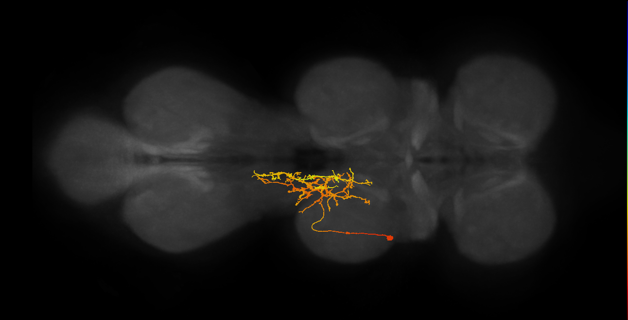 IN11B022_T2_L (MANC:23858)