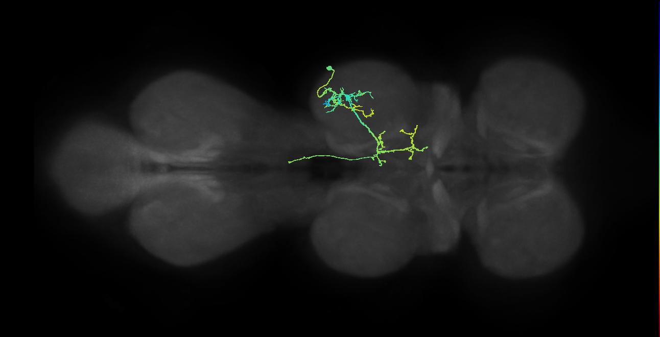 IN19A037_T2_R (MANC:23875)